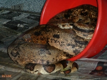 BREEDING TRIAL #8 2005 ~ 2006 SEASON