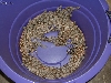 "Anastasius96" Litter #1 2006