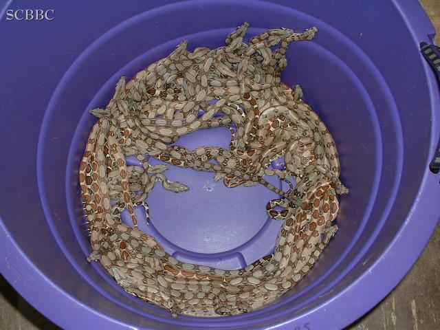 "Anastasius96" Litter #1 2006