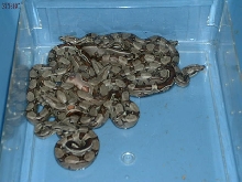 LITTER #3 2008