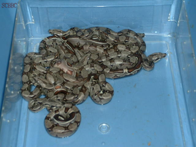 LITTER #3 2008