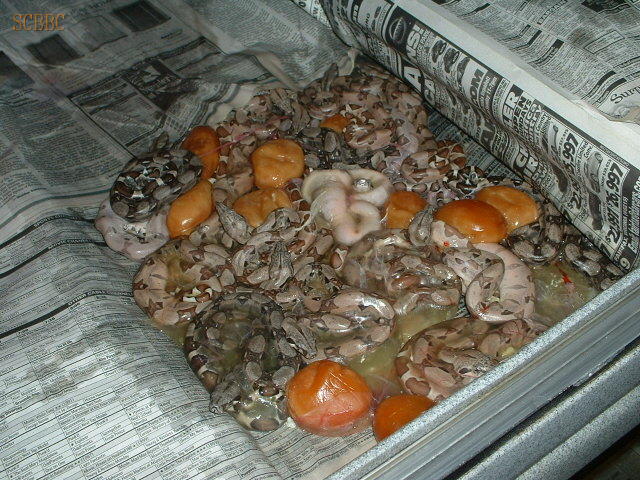 Litter #4 2007