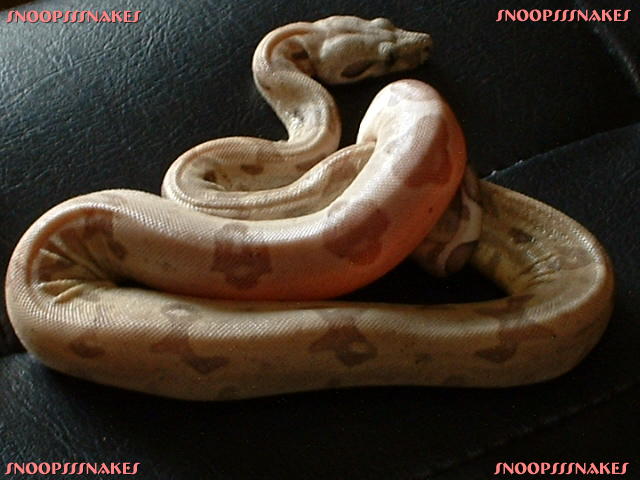 "Messalina"