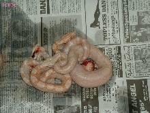 "Selinas' Litter #6 2006