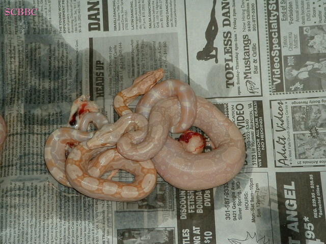 "Selinas' Litter #6 2006