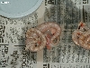 "Selinas' Litter #6 2006