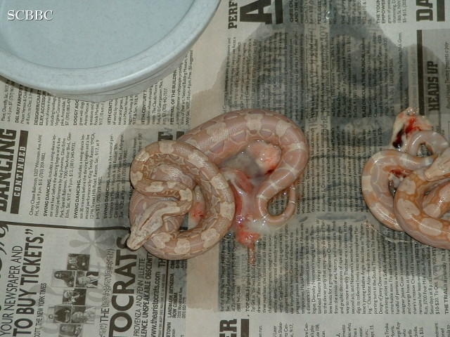 "Selinas' Litter #6 2006