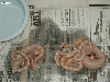 "Selinas' Litter #6 2006