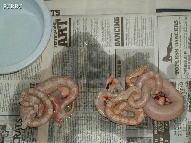 "Selinas' Litter #6 2006