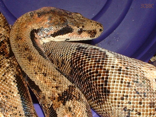"The Kraken"
