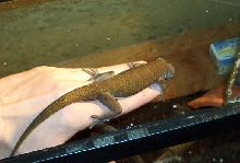 golden male
