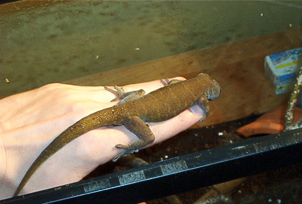 golden male