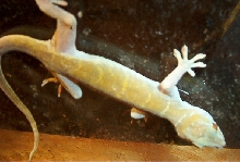 golden female