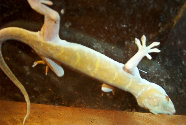 golden female
