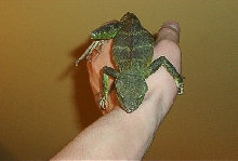 pic of water dragon