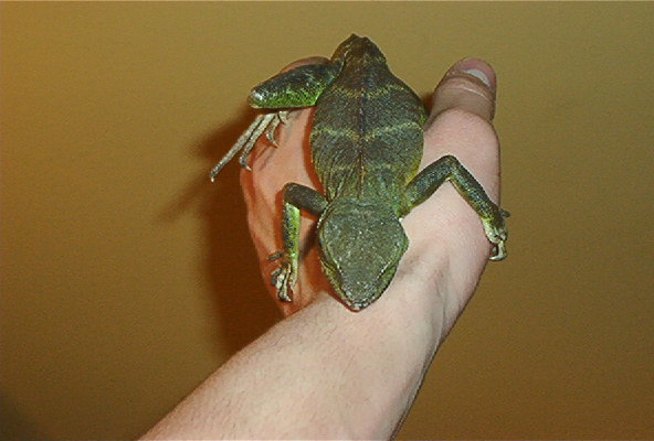 pic of water dragon