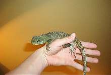 water dragon RAY