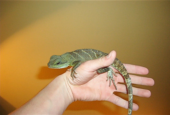 water dragon RAY