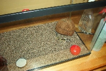 geko