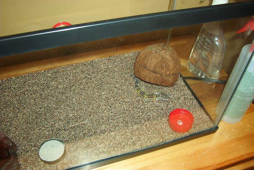 geko
