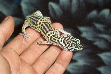 leoprad gecko jungle
