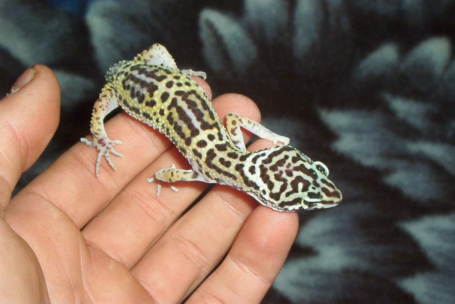 leoprad gecko jungle