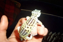 geko gecko