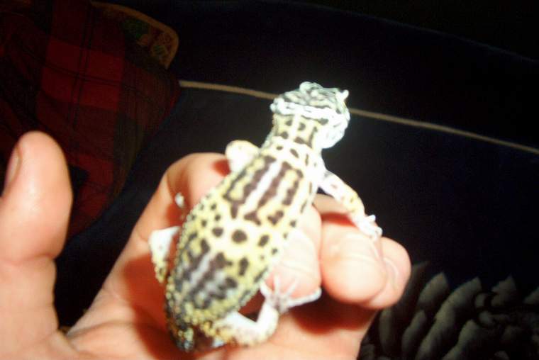 geko gecko