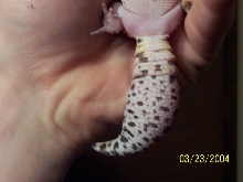 closer pic