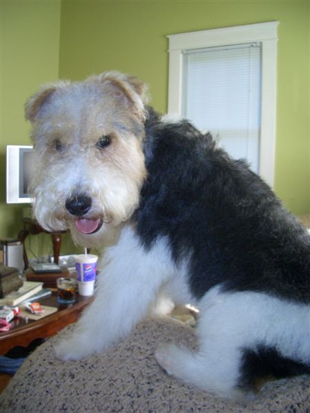 I'm all Groomed!!