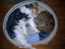 My Babies Sleeping Together