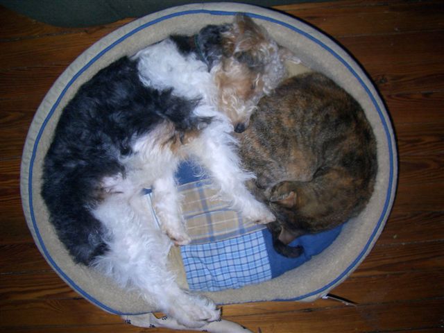 My Babies Sleeping Together