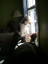 Pup & Cat Looking Out the Window