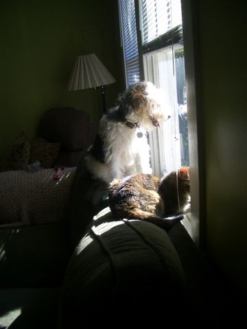 Pup & Cat Looking Out the Window