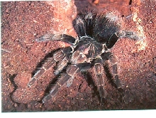 please help ID this monster