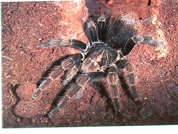 please help ID this monster