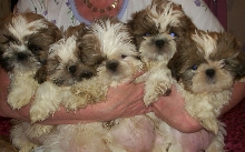 trudi's babies before their 1st bath