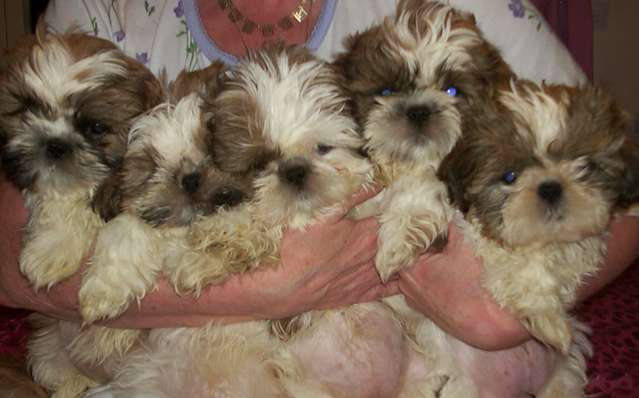 trudi's babies before their 1st bath