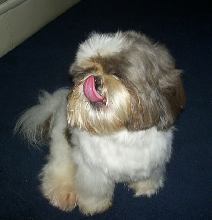 Shaun sticking his tongue out for the camera