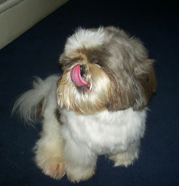 Shaun sticking his tongue out for the camera