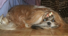 trudi after a hard days play
