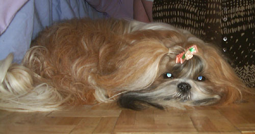 trudi after a hard days play