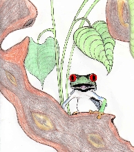 1st tree frog drawing