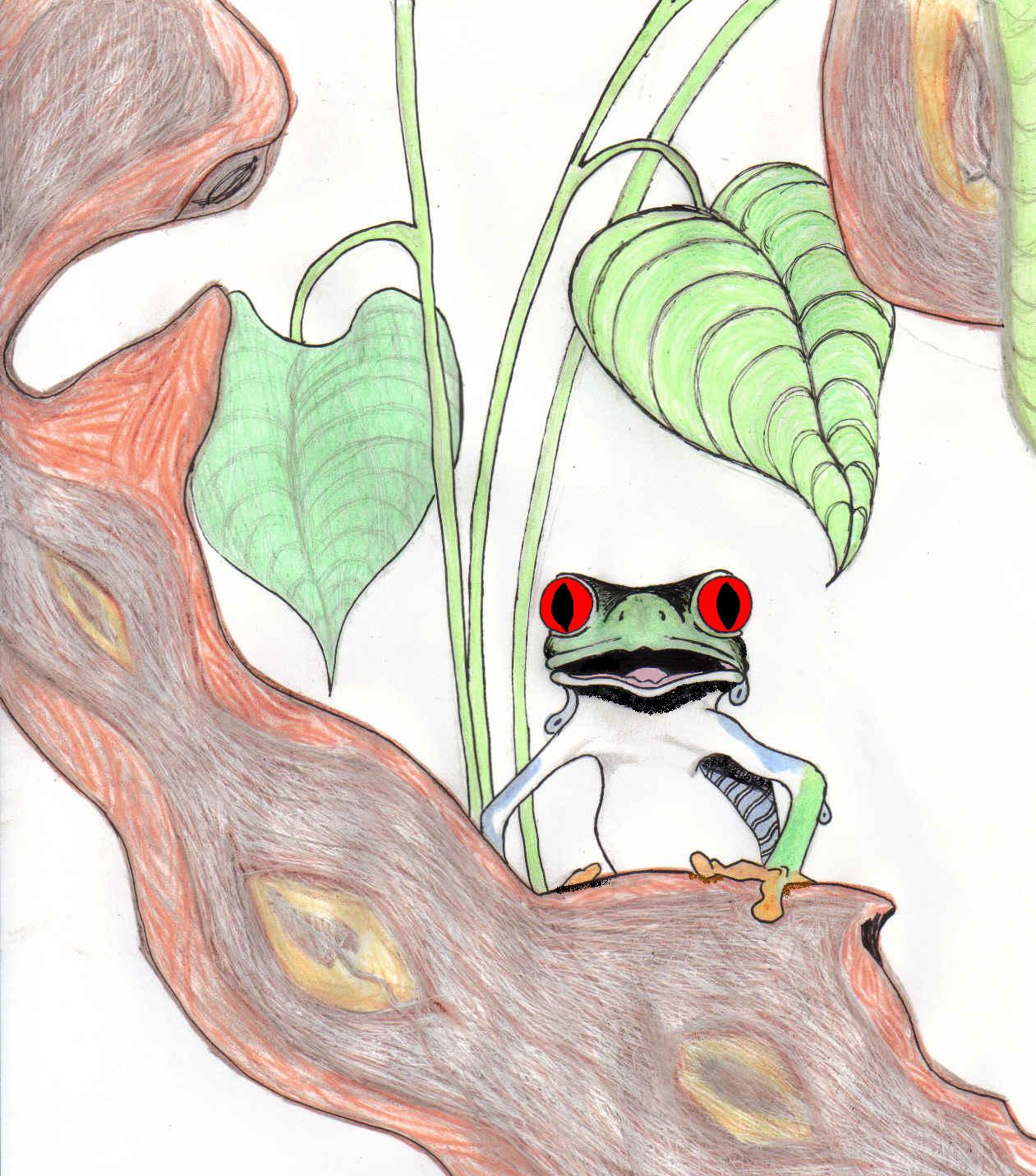 1st tree frog drawing