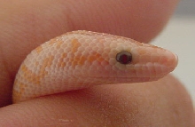 2005 Baby "Pastel" amel (het Snow) eye 1