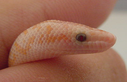 2005 Baby "Pastel" amel (het Snow) eye 1