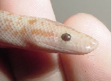 2005 Baby "Pastel" amel (het Snow) eye 2