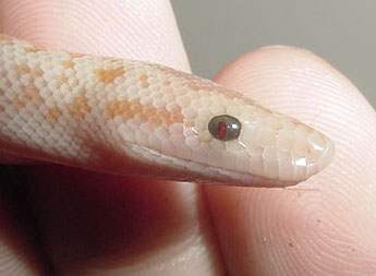 2005 Baby "Pastel" amel (het Snow) eye 2