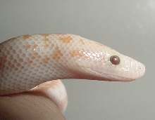 2005 Baby "Pastel" amel (het Snow) eye 3