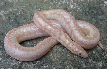 2005 Baby "Pastel" amel (het Snow) 4